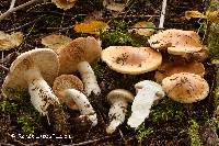 Cortinarius claricolor image