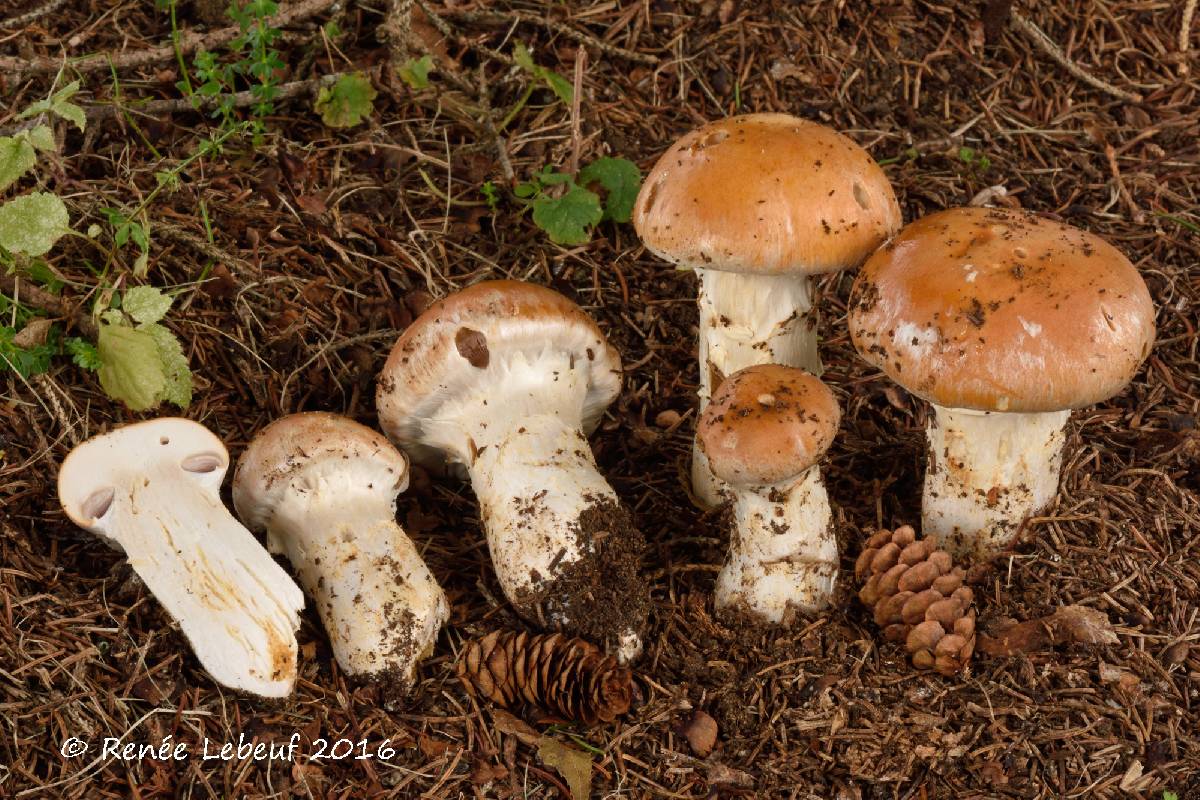 Cortinarius claricolor image