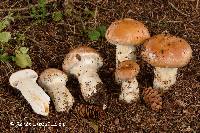 Cortinarius claricolor image