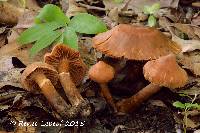 Cortinarius distans image