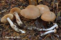 Image of Cortinarius pallidostriatus