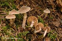 Image of Cortinarius hemitrichus