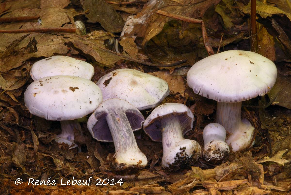 Cortinarius obliquus image