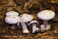 Cortinarius obliquus image