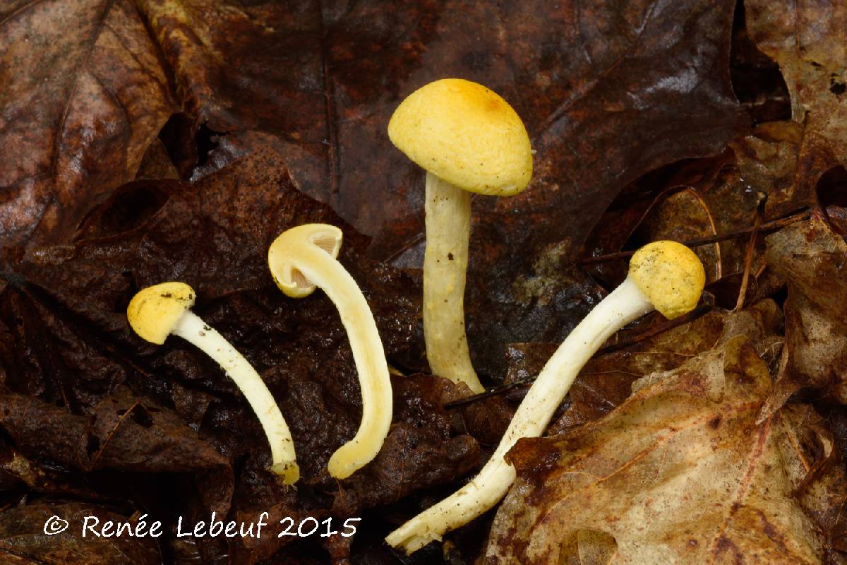 Cortinarius lewisii image