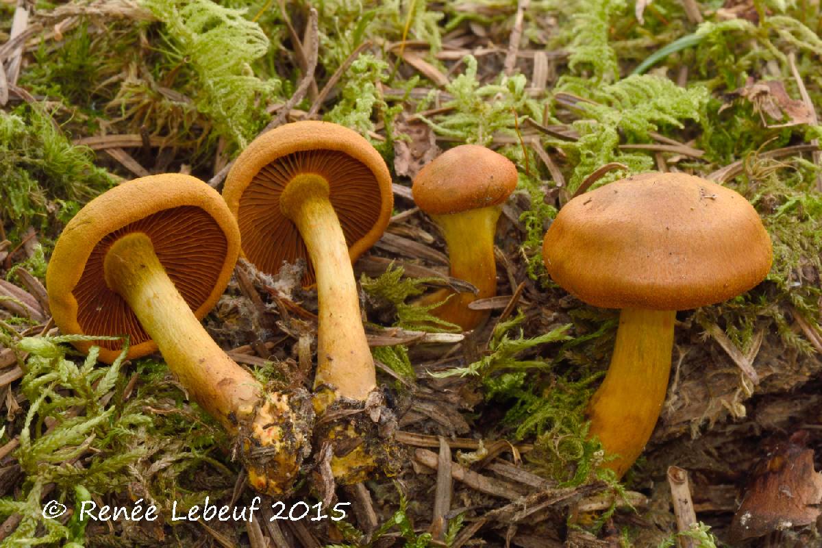 Cortinarius malicorius image