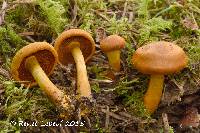 Image of Cortinarius croceifolius