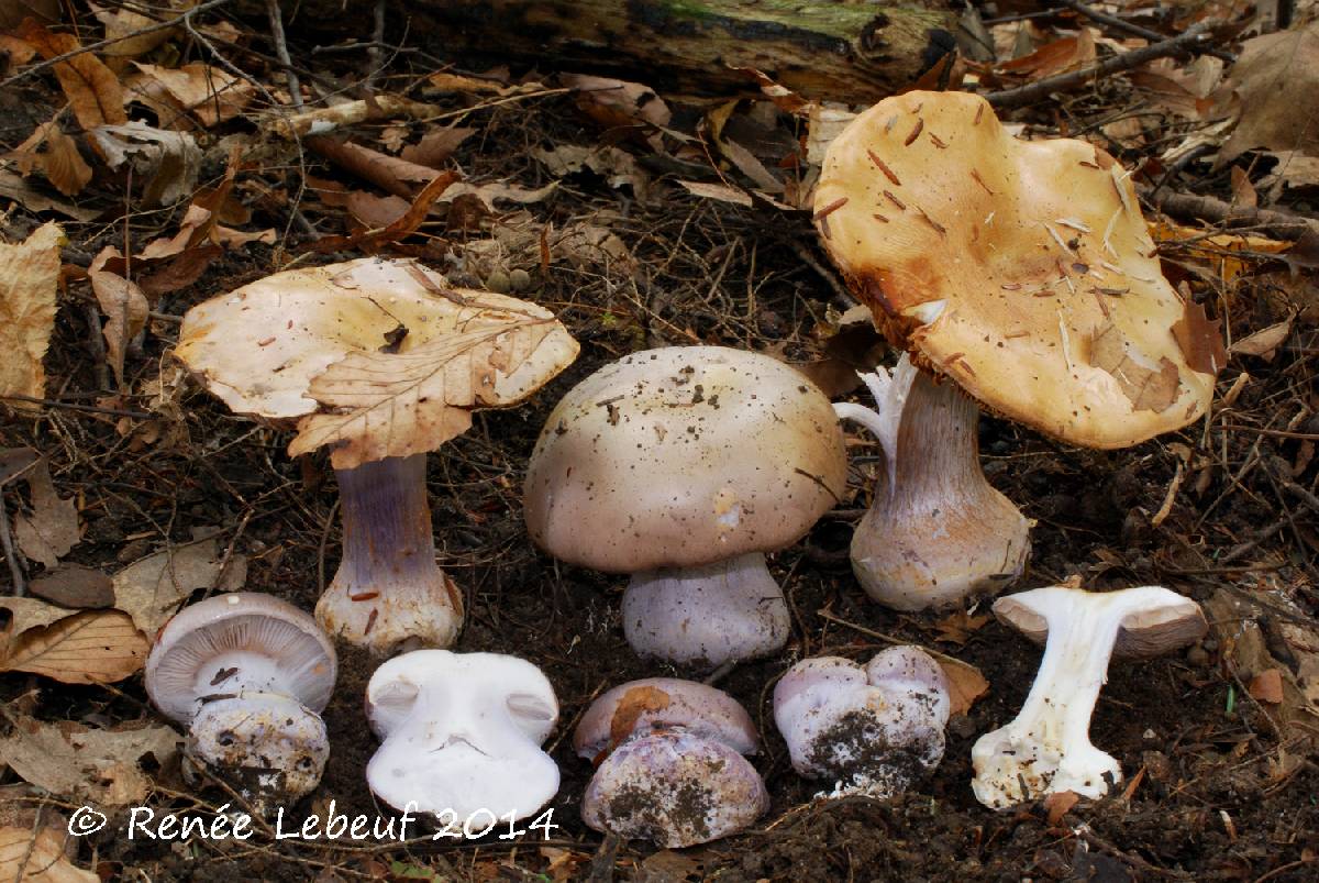 Cortinarius violaceoflavescens image