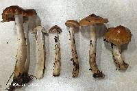 Cortinarius collinitus image