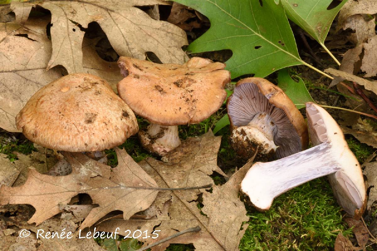 Cortinarius lilaceolamellatus image