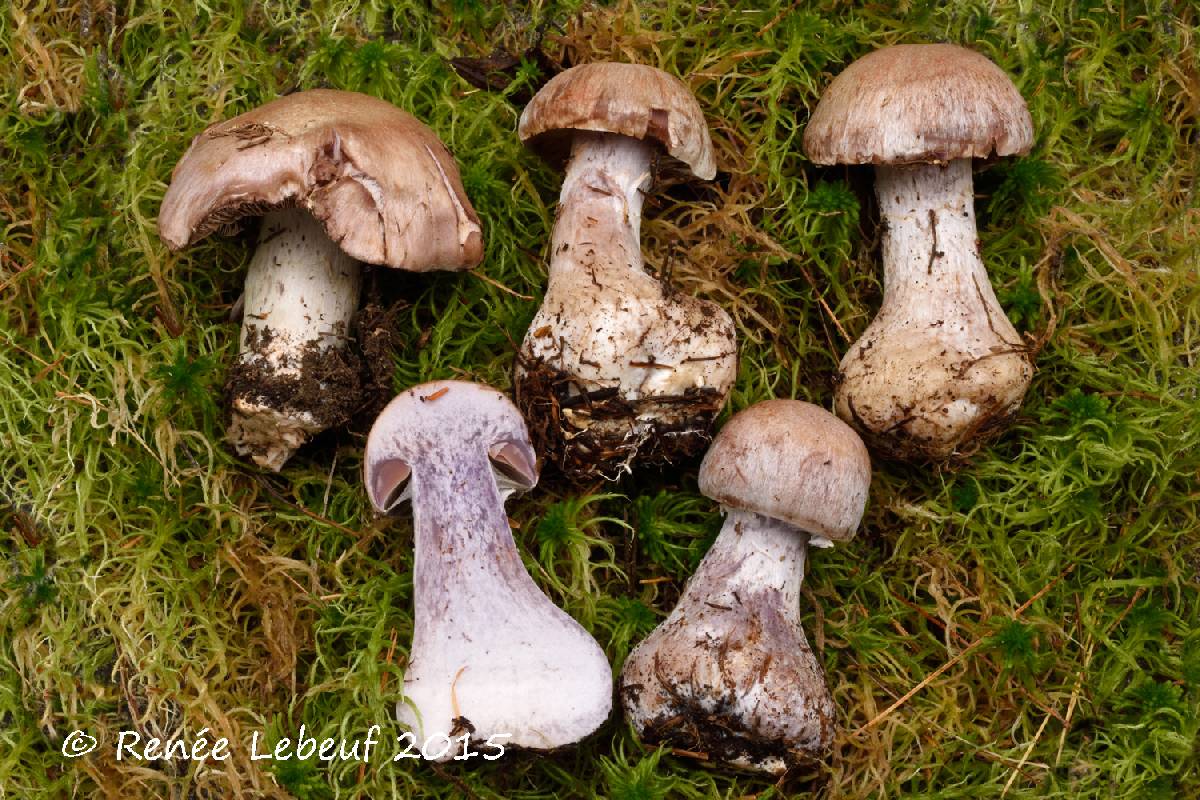 Cortinarius quarciticus image