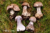 Cortinarius quarciticus image