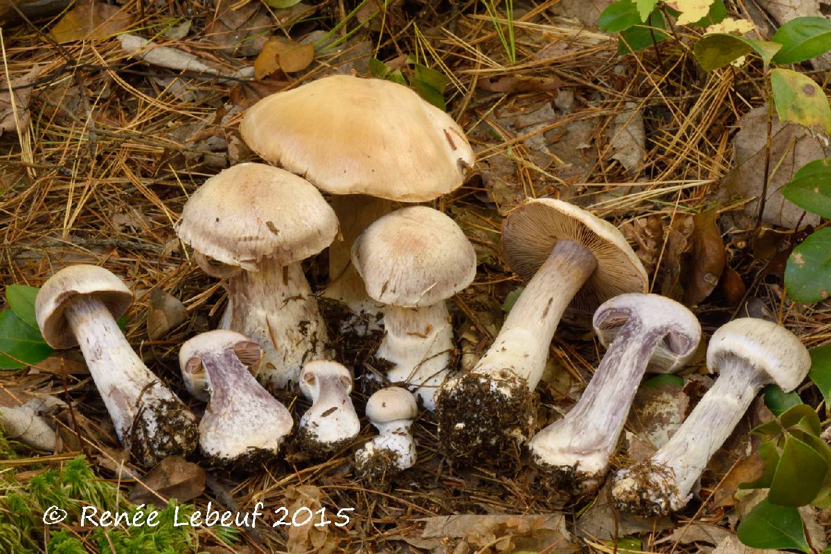 Cortinarius quarciticus image