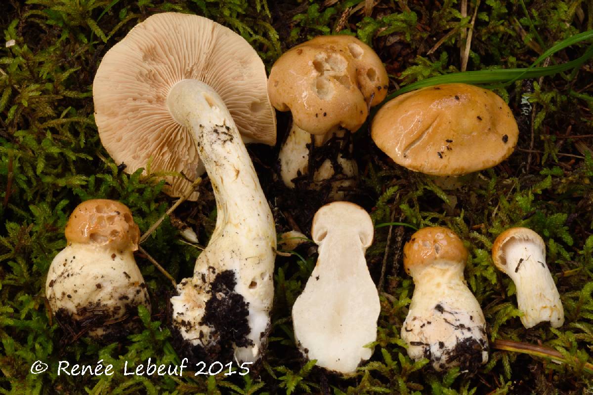 Cortinarius pallidifolius image