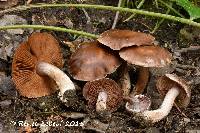 Cortinarius saturninus image