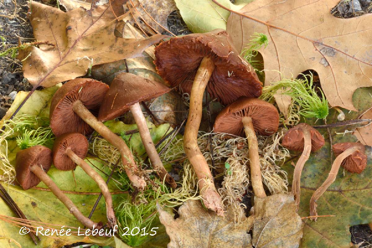 Cortinarius tinctorum image