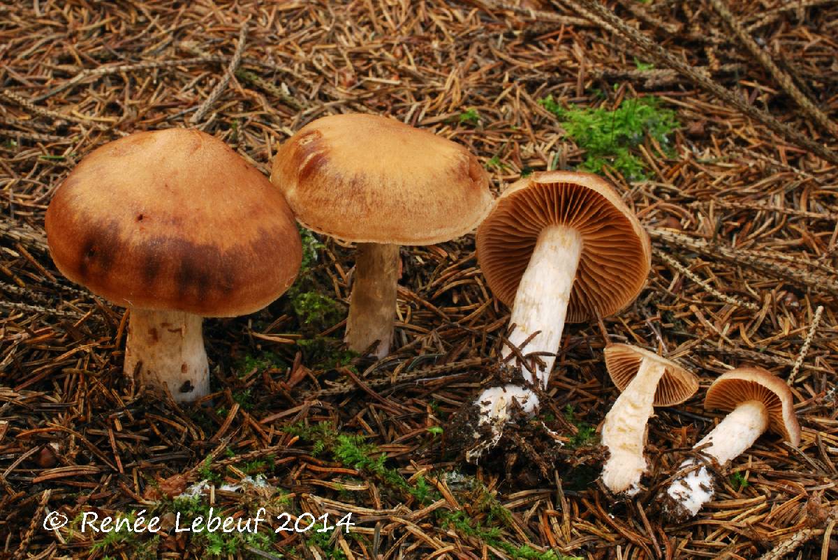 Cortinarius illuminus image