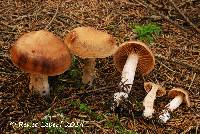 Image of Cortinarius dilutus