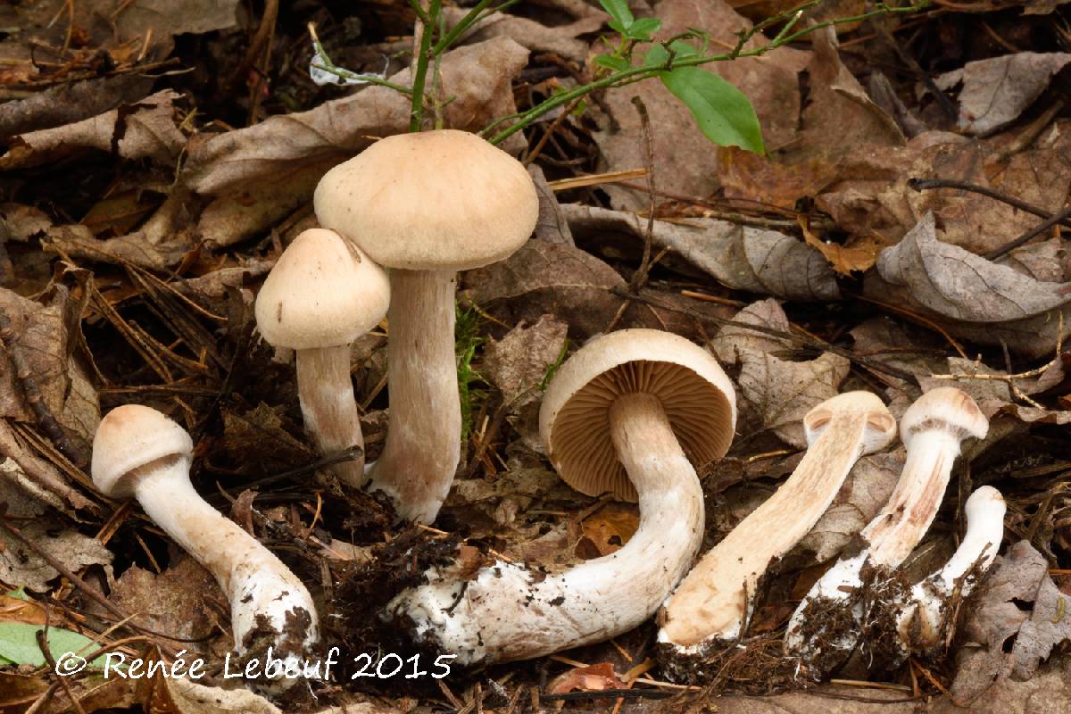 Cortinarius piceidisjungendus image