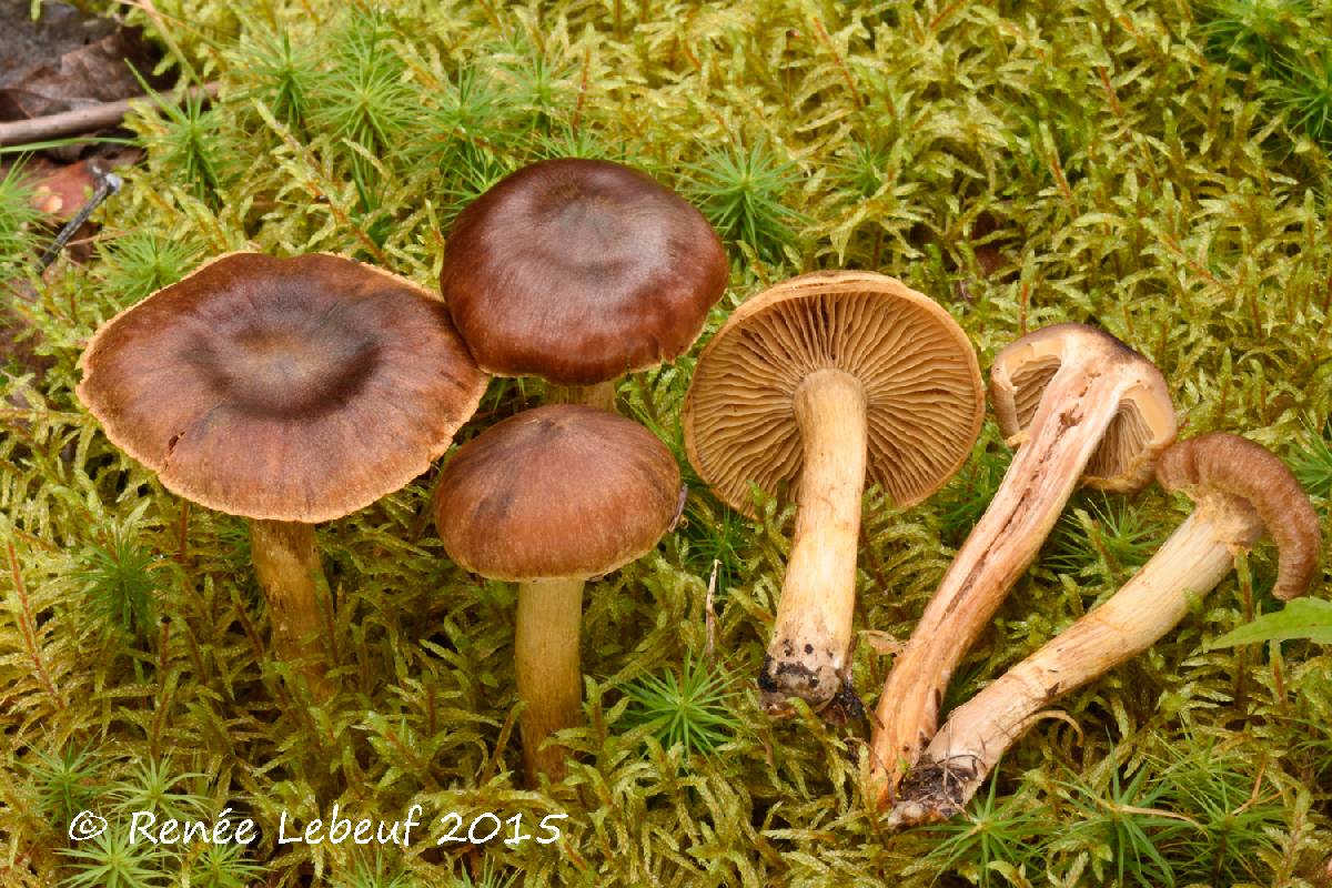 Cortinarius gentilissimus image