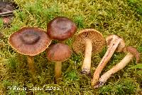 Image of Cortinarius gentilissimus