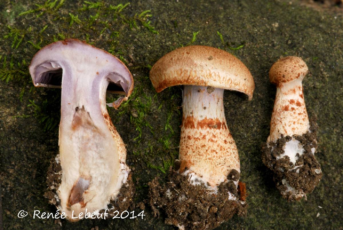 Cortinarius spilomeus image