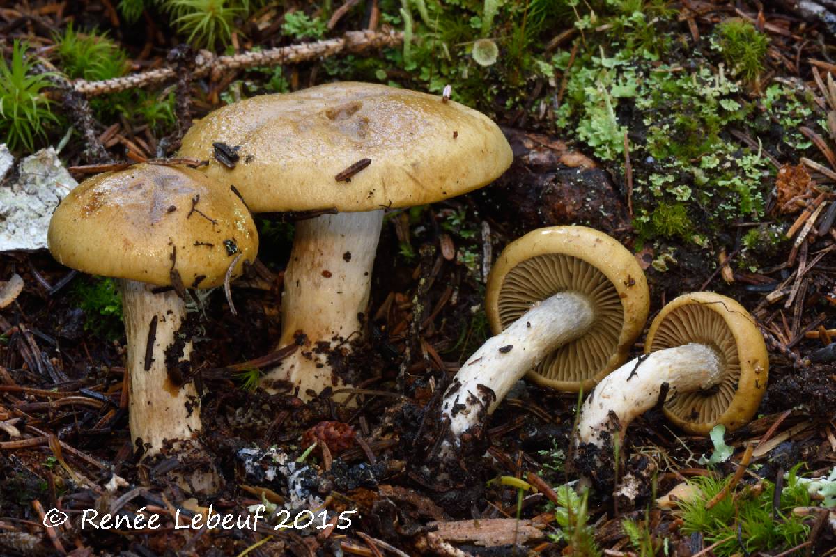 Cortinarius glutinosus image