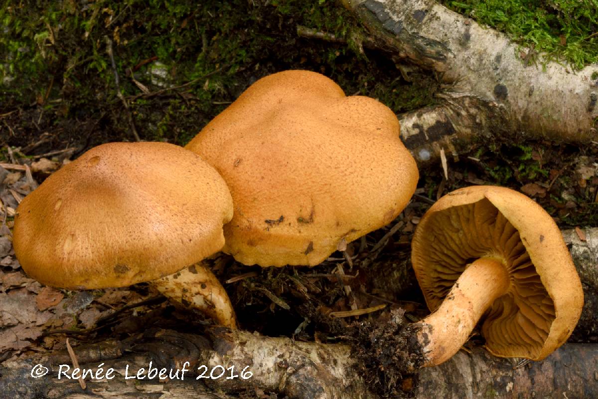 Cortinarius tofaceus image