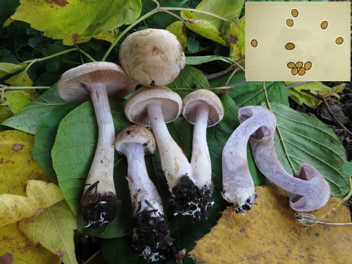 Cortinarius viscidulus image