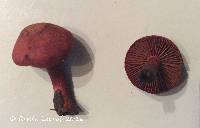 Cortinarius sanguineus image