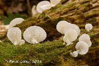 Crepidotus applanatus image