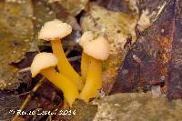 Cudonia lutea image