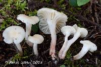 Hygrocybe russocoriacea image