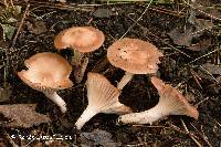 Hygrocybe colemanniana image