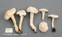 Hygrocybe pratensis image