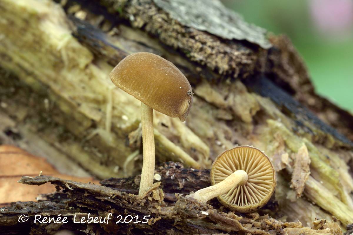 Simocybe serrulata image