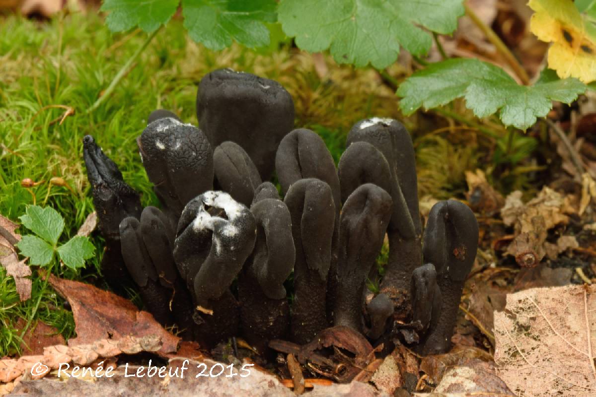 Geoglossum atropurpureum image