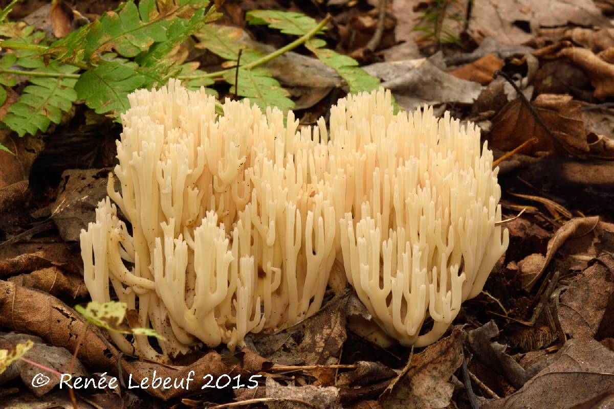Clavaria arborea image