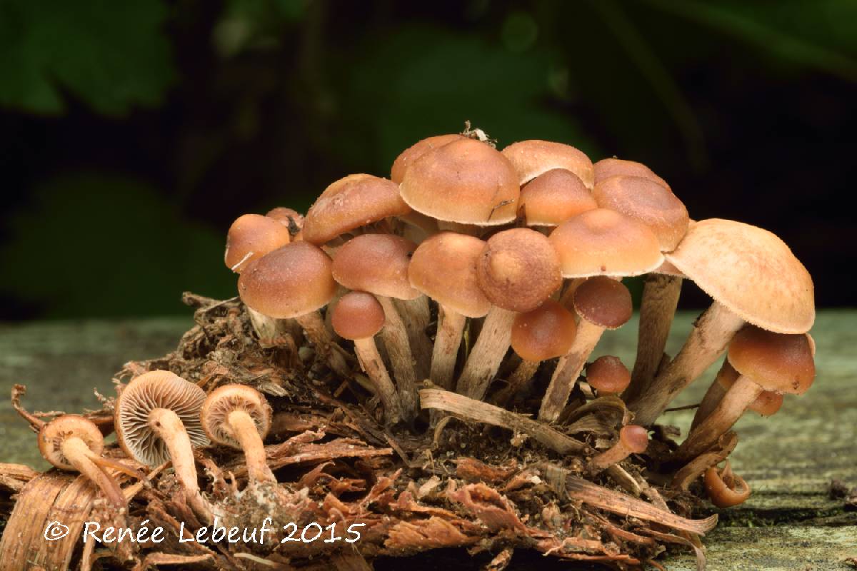 Psilocybe subviscida var. velata image