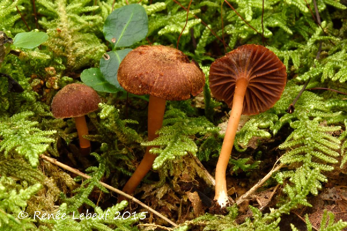 Hygrophorus cokeri image