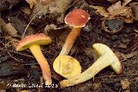 Boletus rubellus image