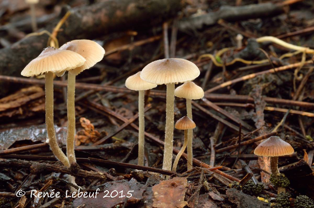 Tephrocybe tylicolor image