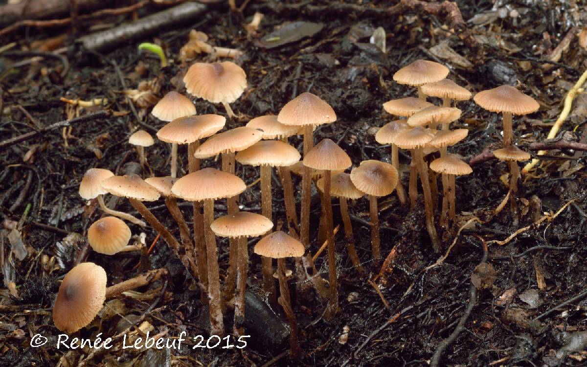 Tephrocybe tylicolor image