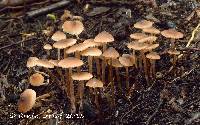 Tephrocybe tylicolor image