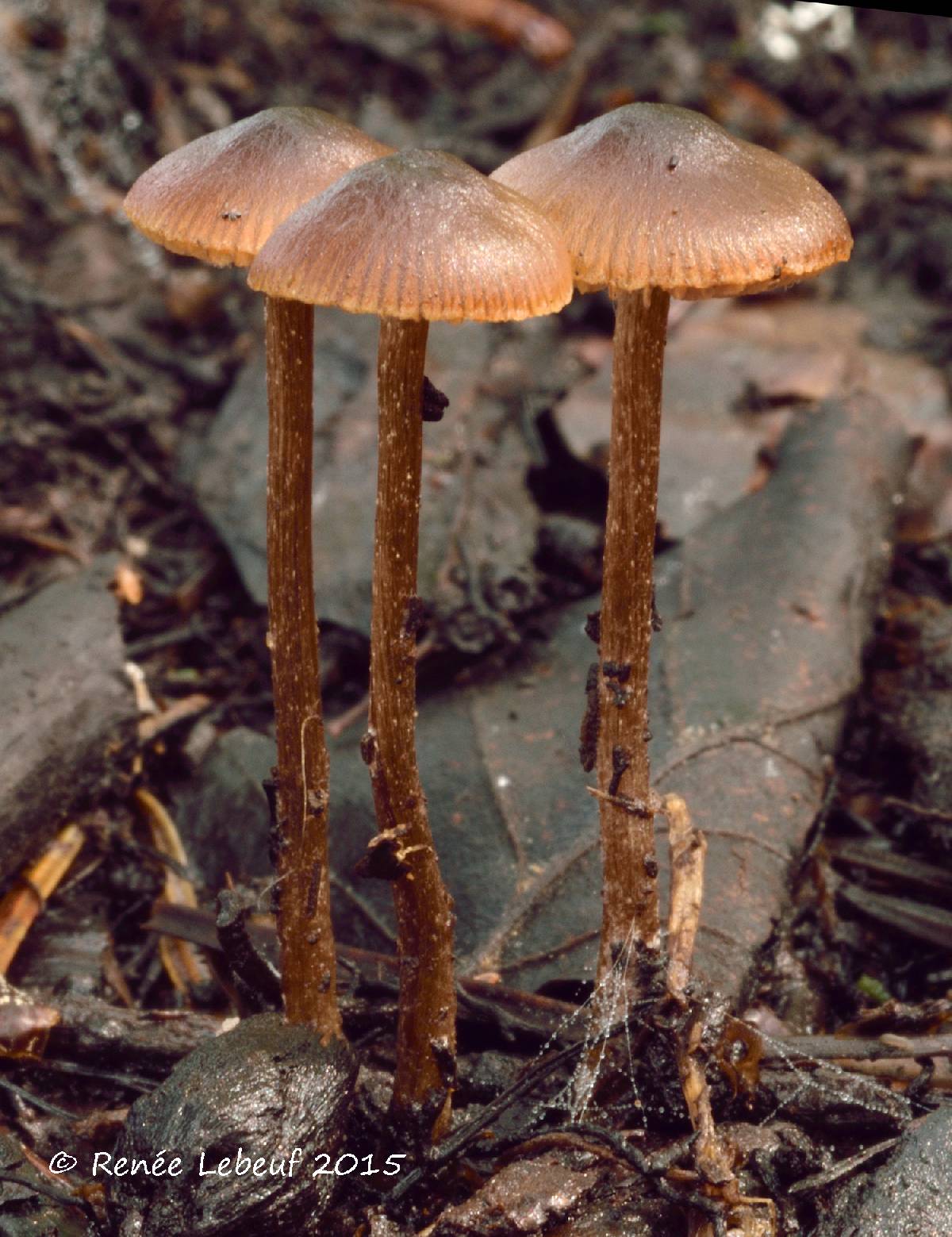 Tephrocybe tylicolor image