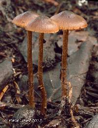 Tephrocybe tylicolor image