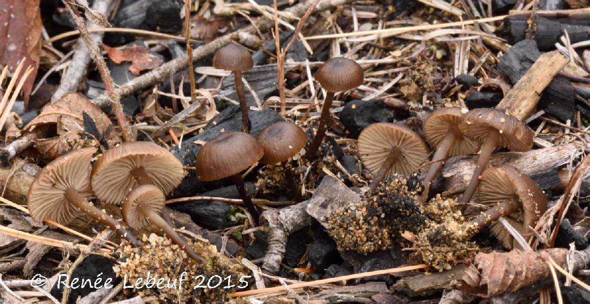 Lyophyllum anthracophilum image