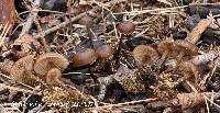 Image of Tephrocybe anthracophila