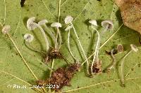 Mycena fagetorum image