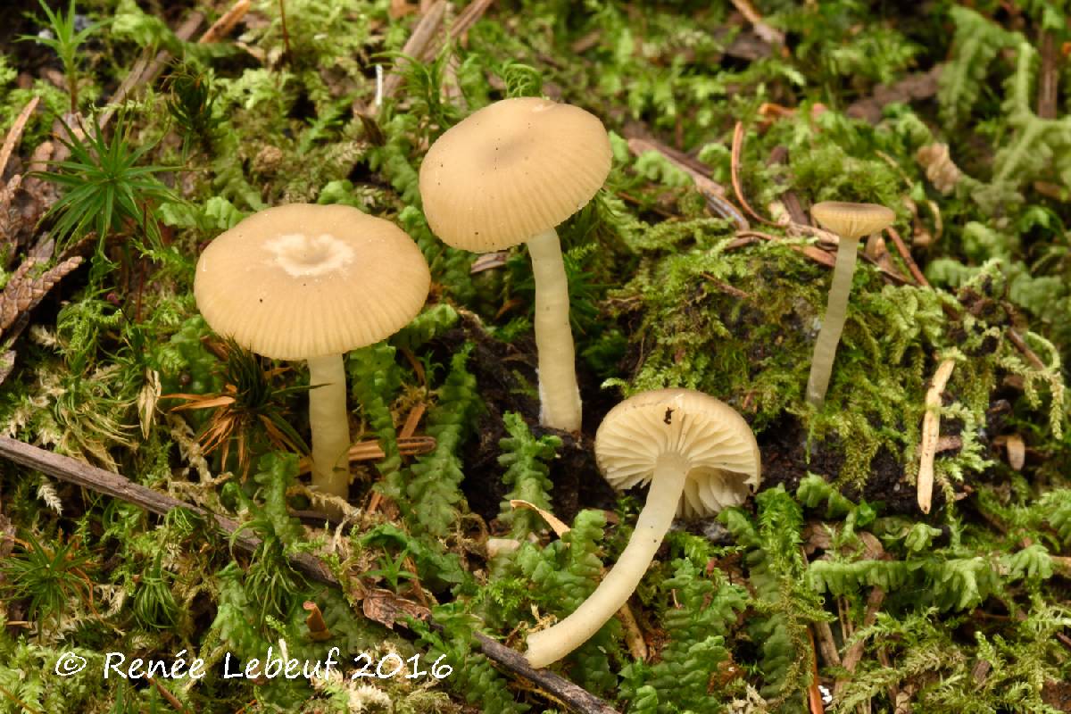 Clitocybe pinophila image